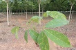 Cần kết hợp nhiều biện pháp một cách đồng bộ phòng trị bệnh cho cây cao su 